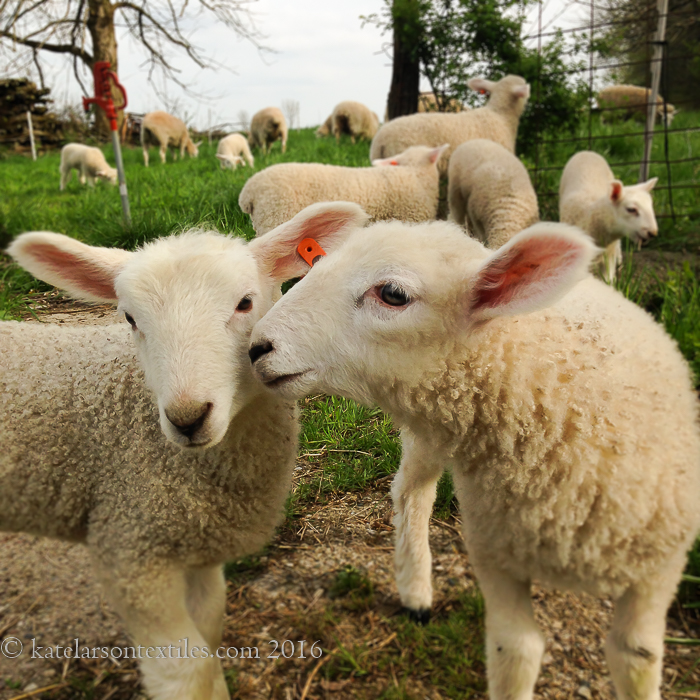 A Lamb-Filled Life